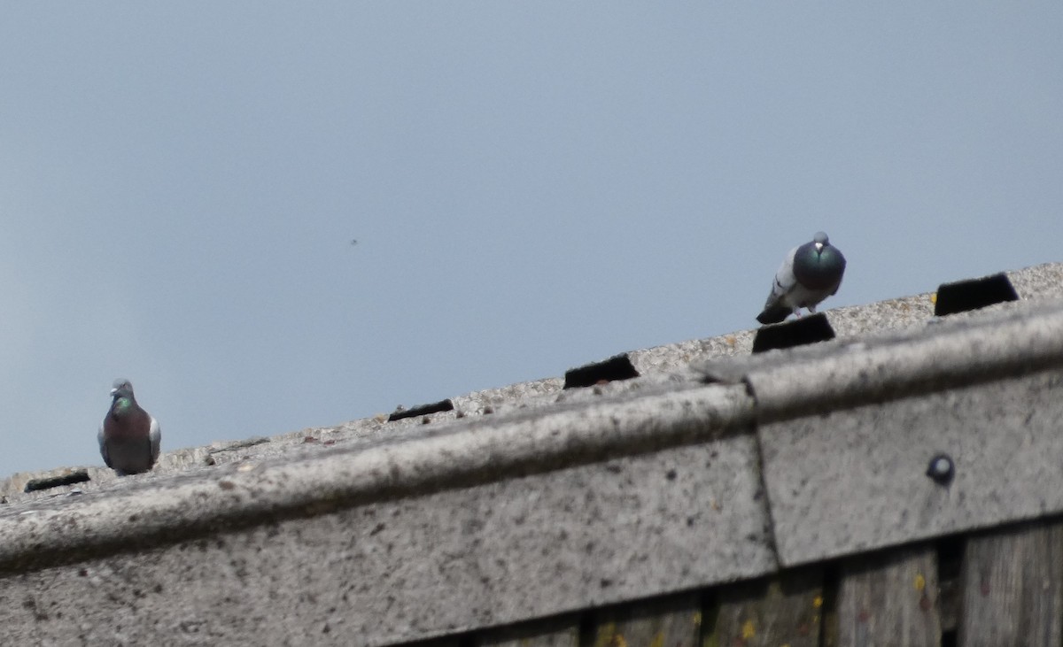 Rock Pigeon (Feral Pigeon) - ML620610042