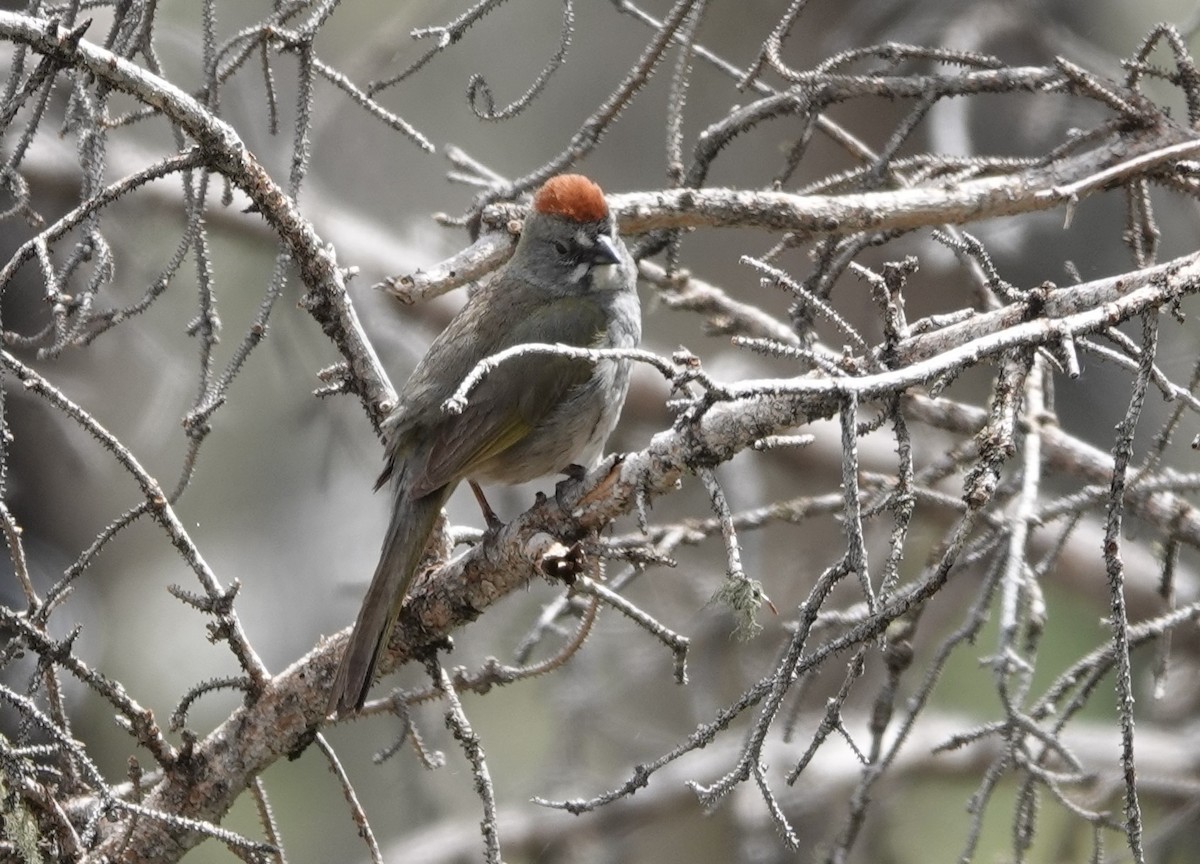 Green-tailed Towhee - ML620610044