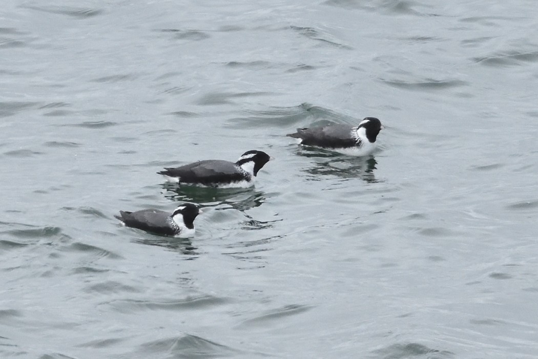 Ancient Murrelet - ML620610052