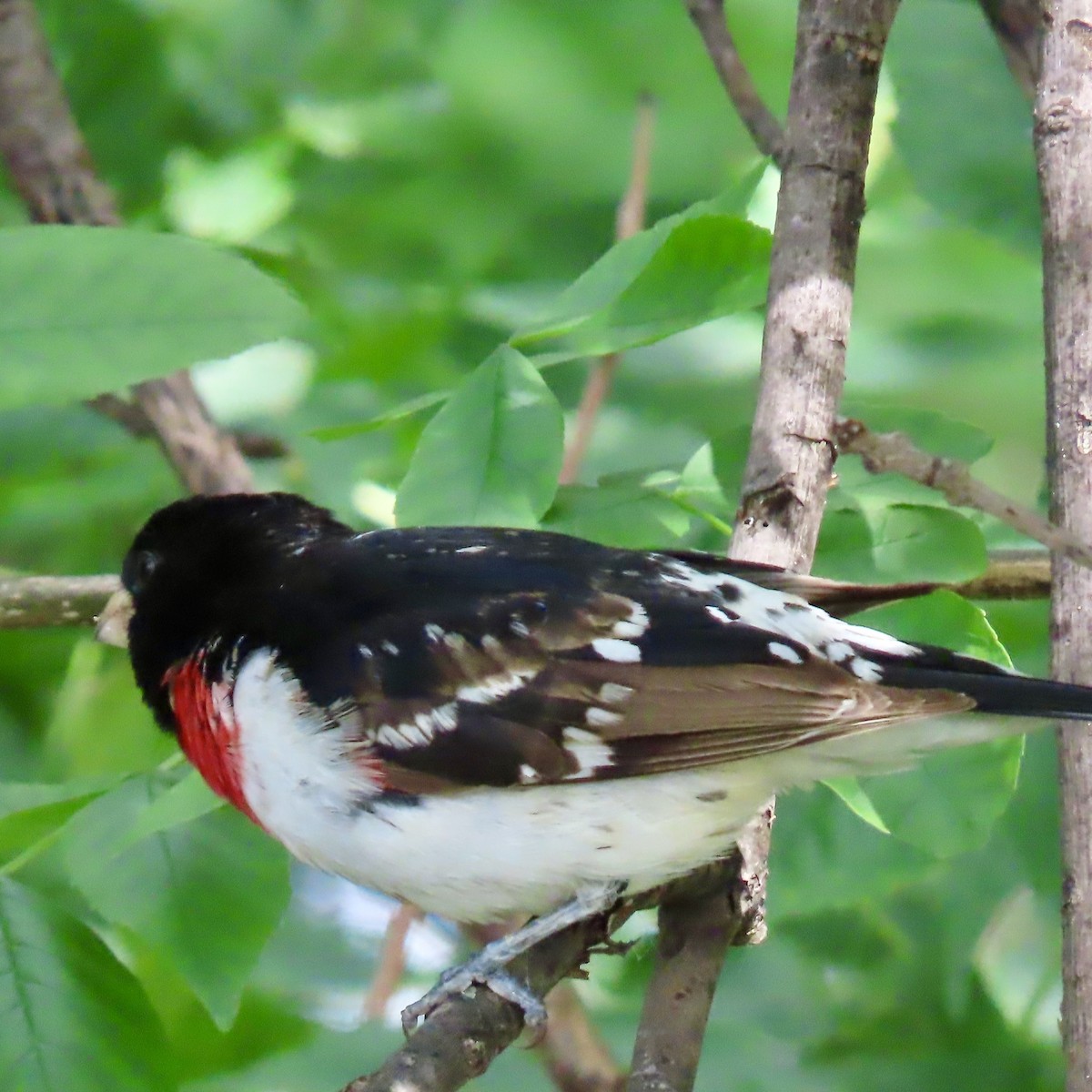 Rose-breasted Grosbeak - Jocelyn K