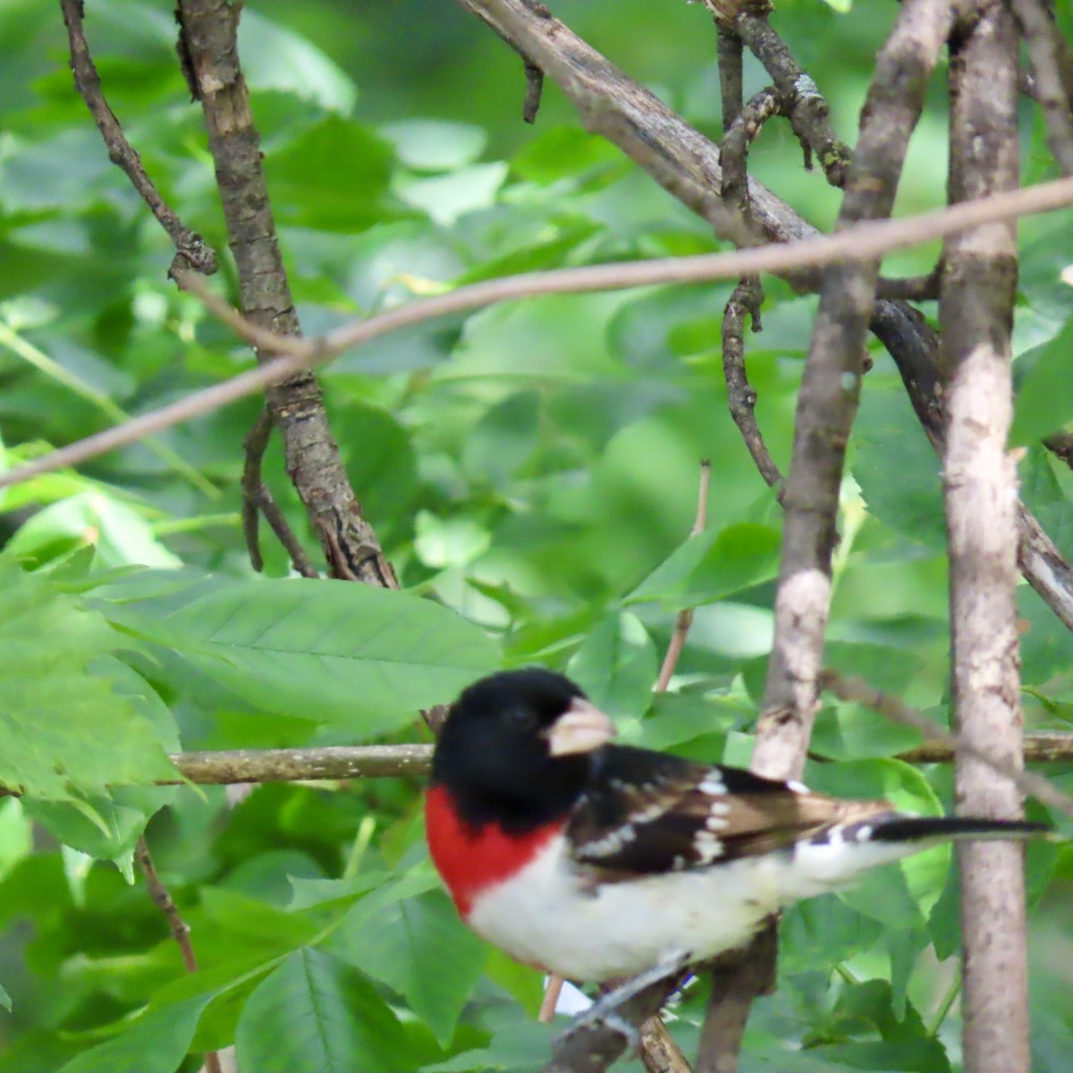 Rose-breasted Grosbeak - ML620610055