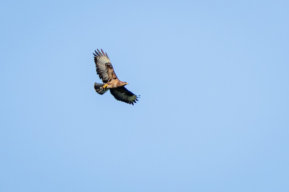 Common Buzzard - ML620610057