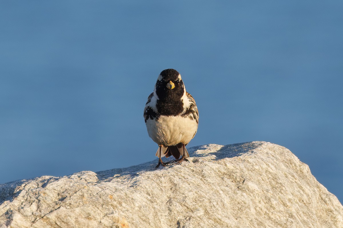 Lapland Longspur - ML620610059