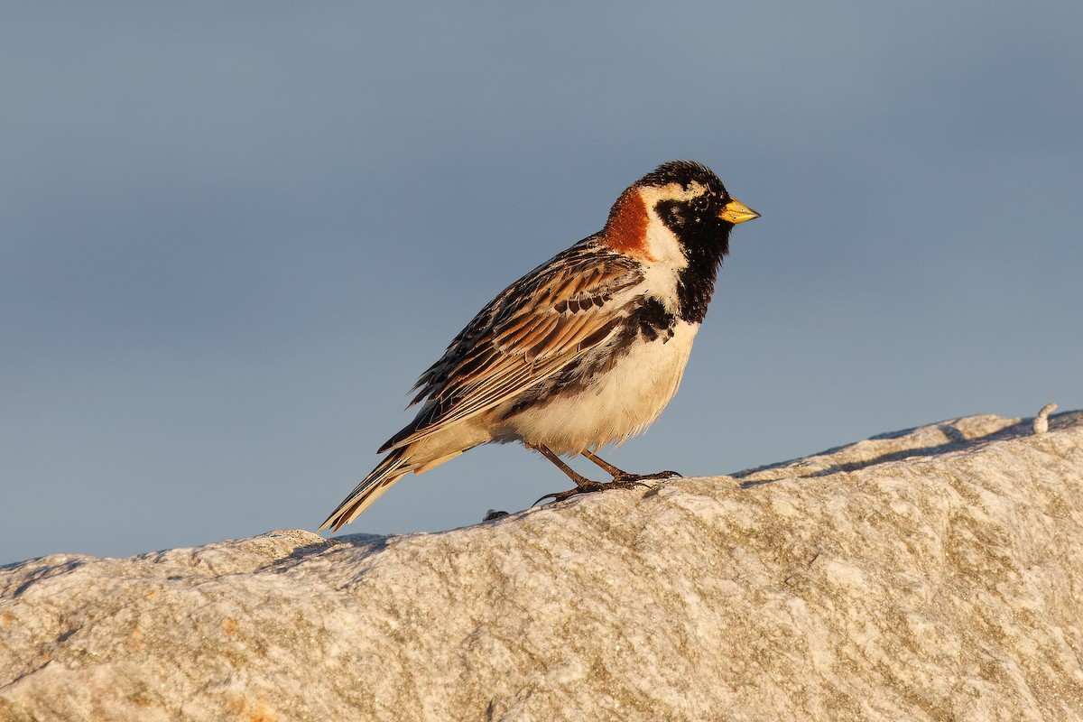 Lapland Longspur - ML620610061