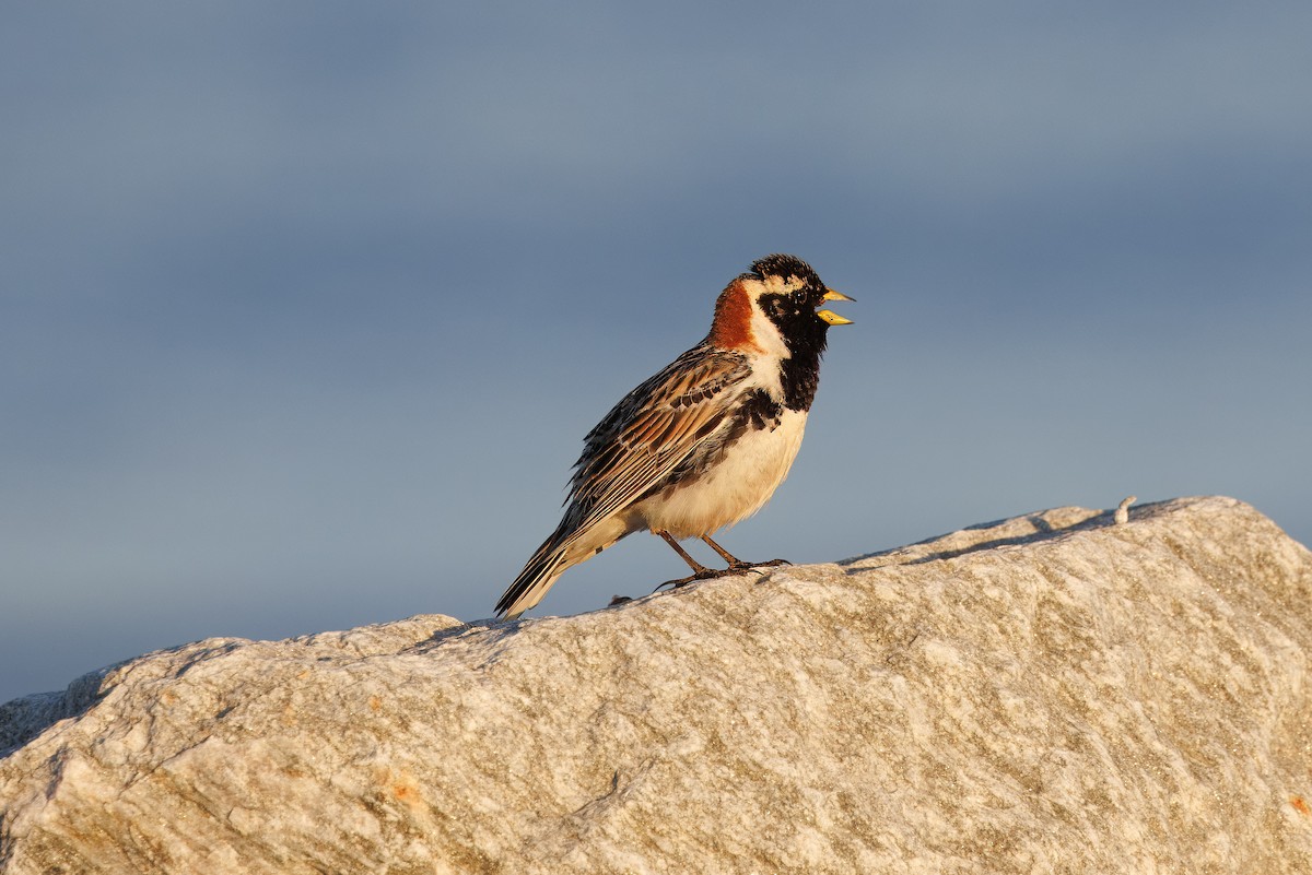 Lapland Longspur - Mason Flint