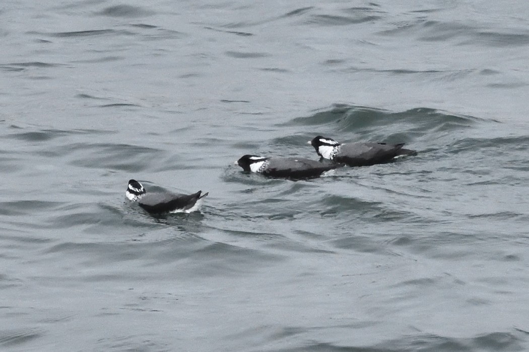 Ancient Murrelet - ML620610066