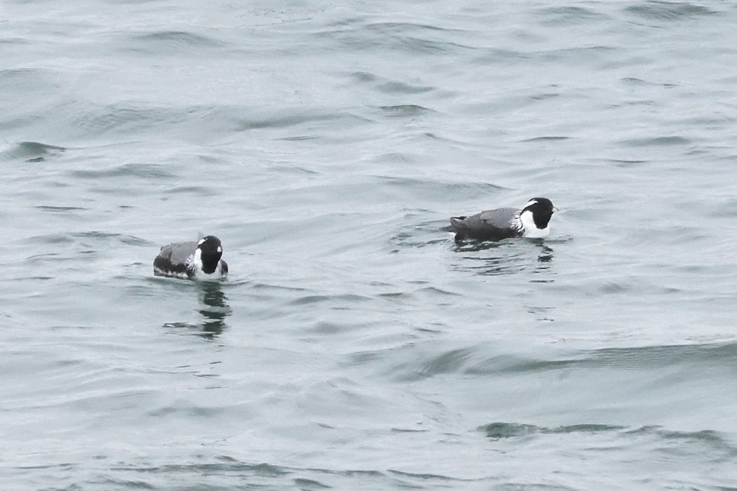 Ancient Murrelet - ML620610070