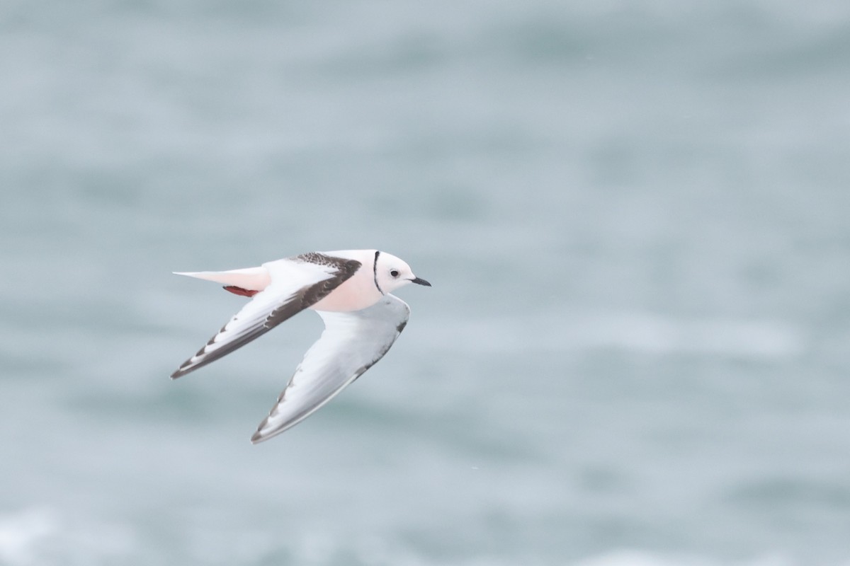 Ross's Gull - ML620610072