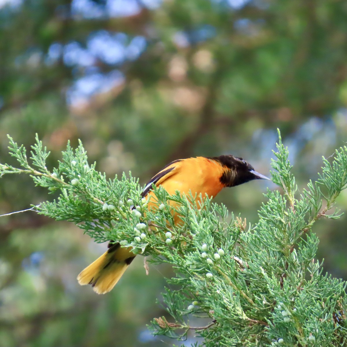 Oriole de Baltimore - ML620610074