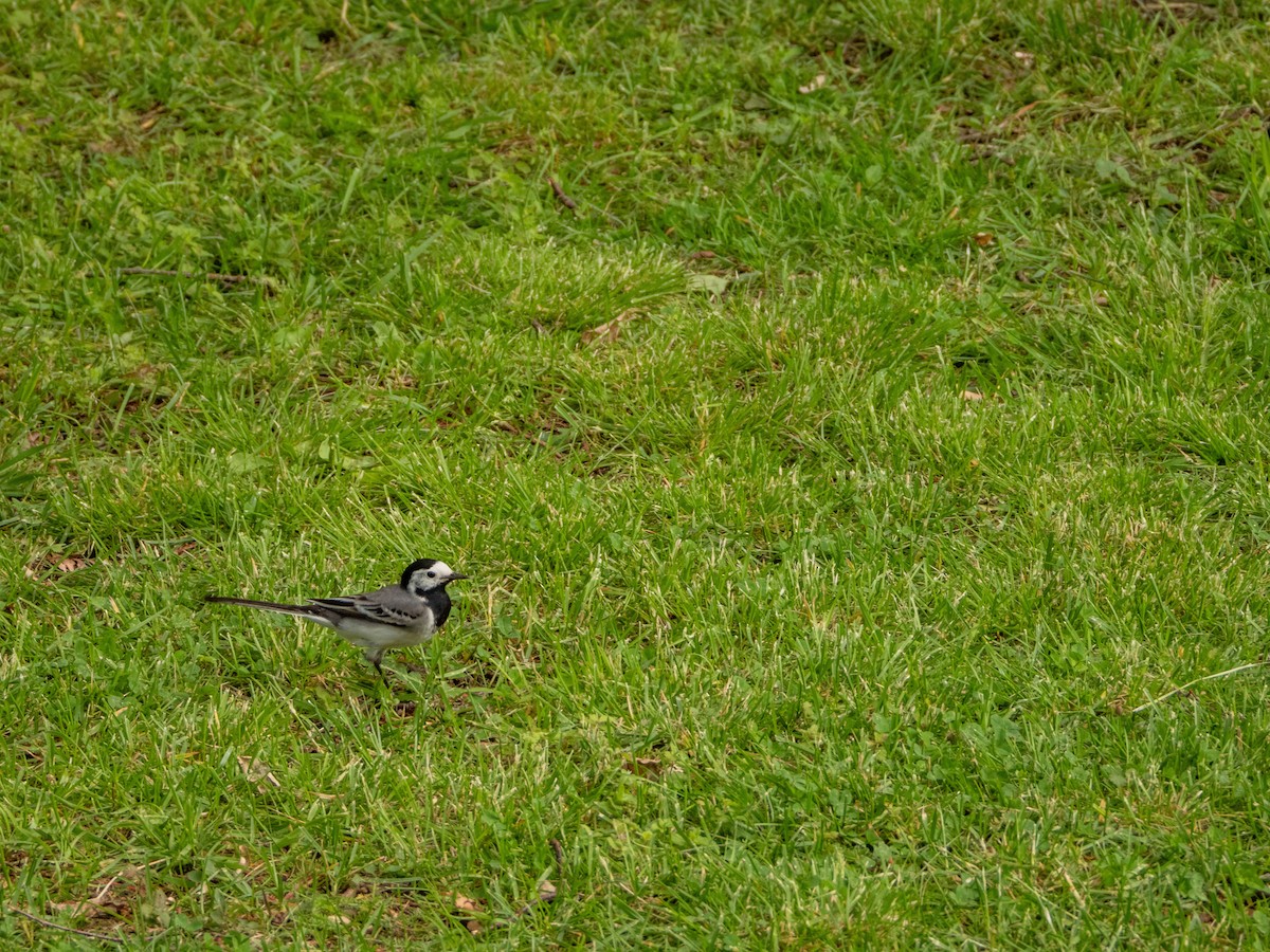 White Wagtail - ML620610078