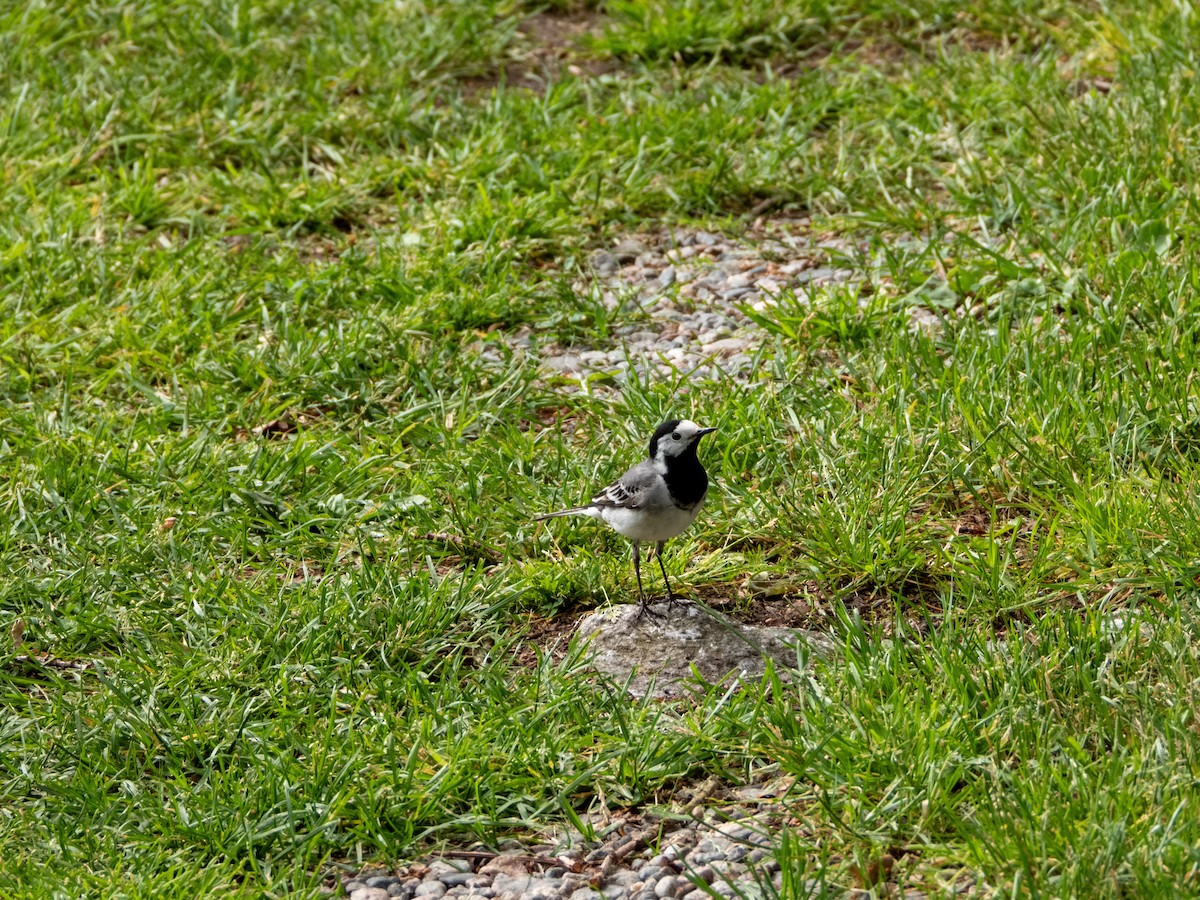 White Wagtail - ML620610079