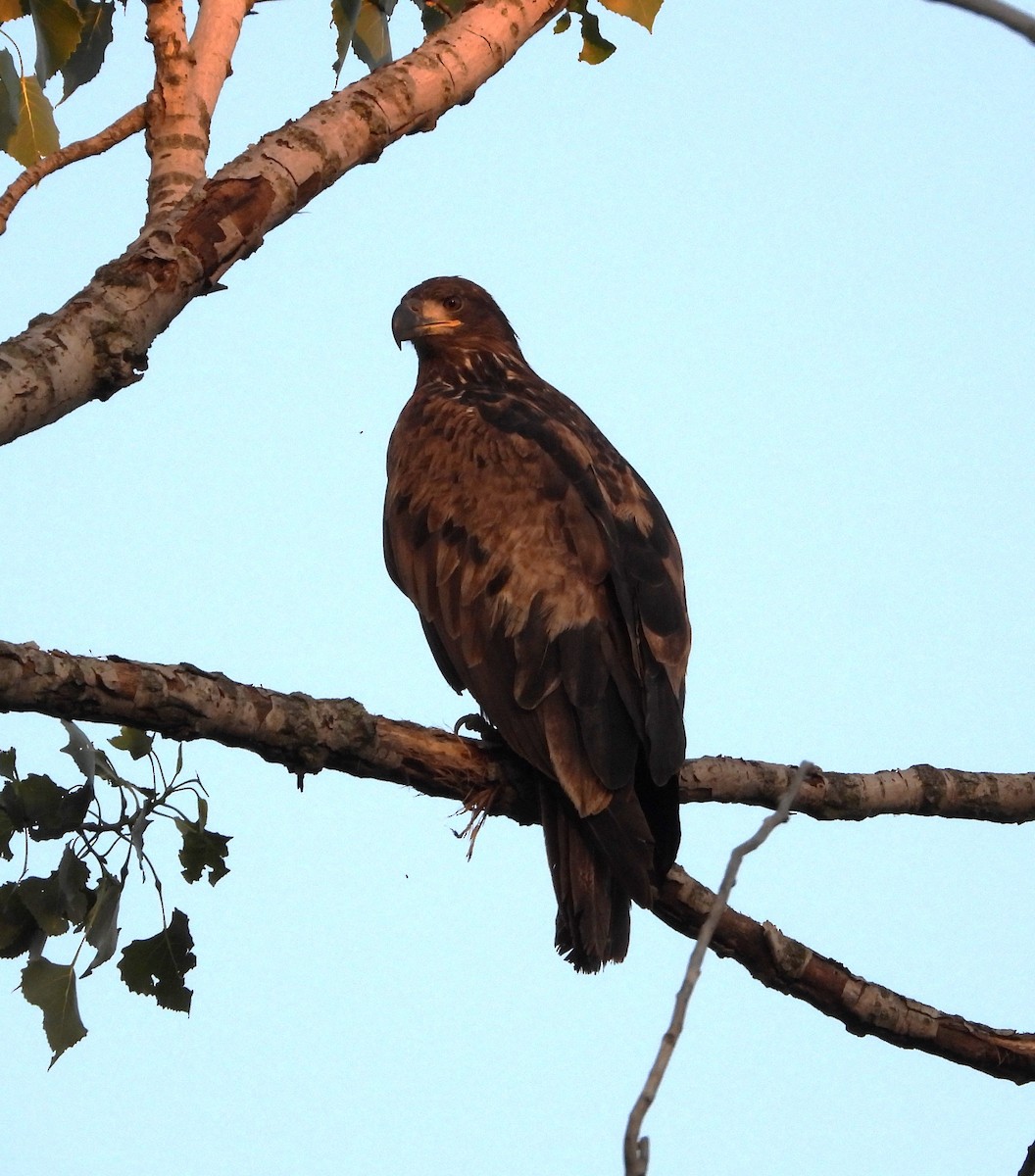 Bald Eagle - ML620610085