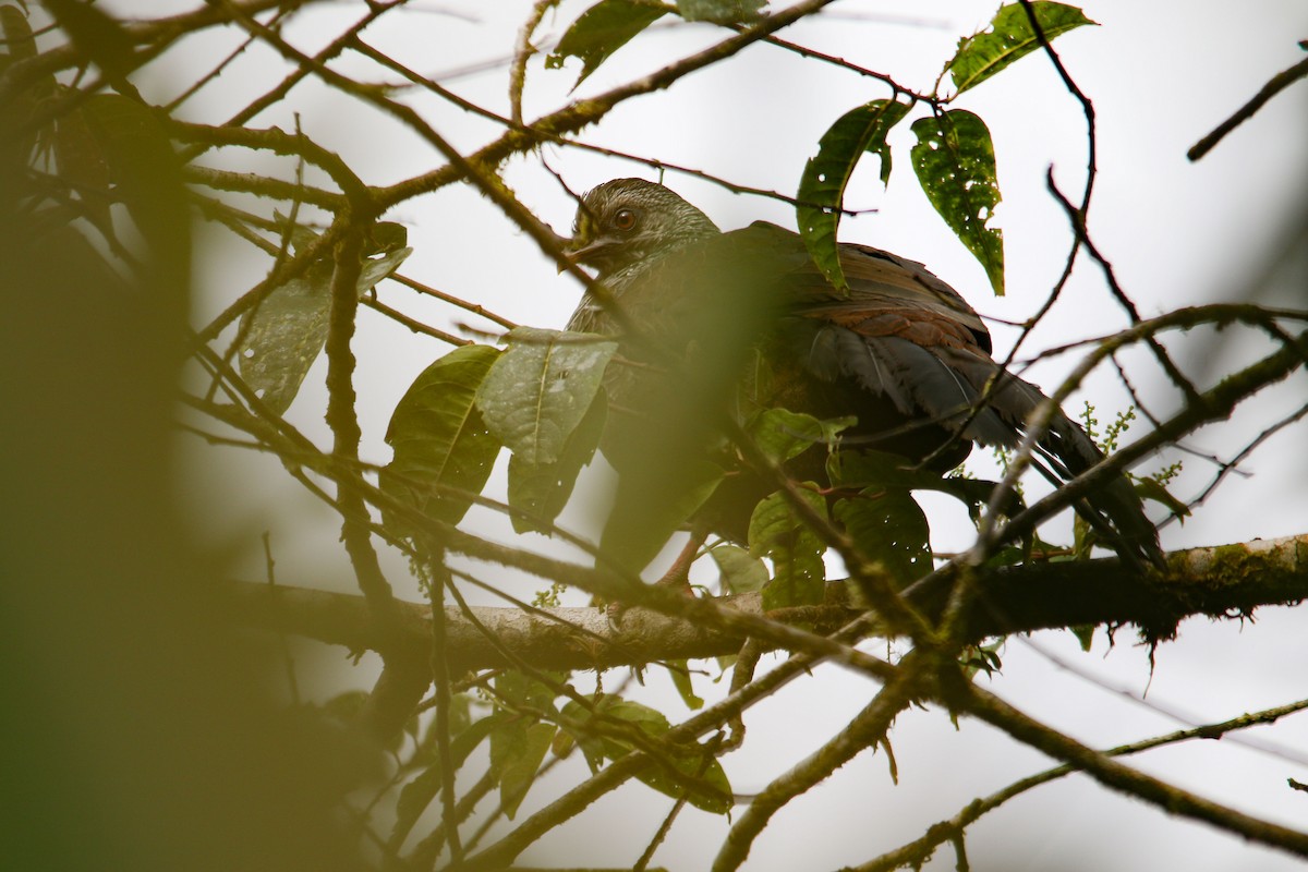 Andean Guan - ML620610092