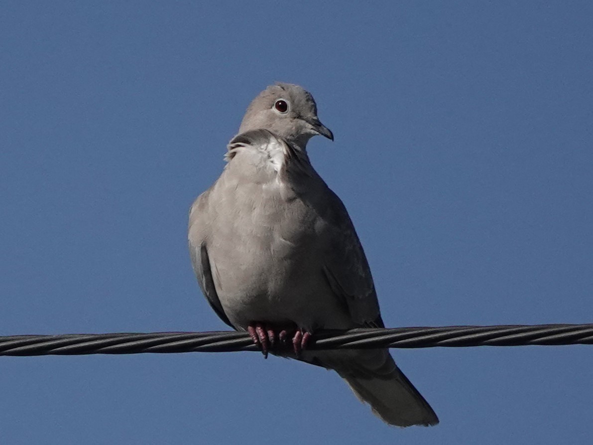 Eurasian Collared-Dove - ML620610093