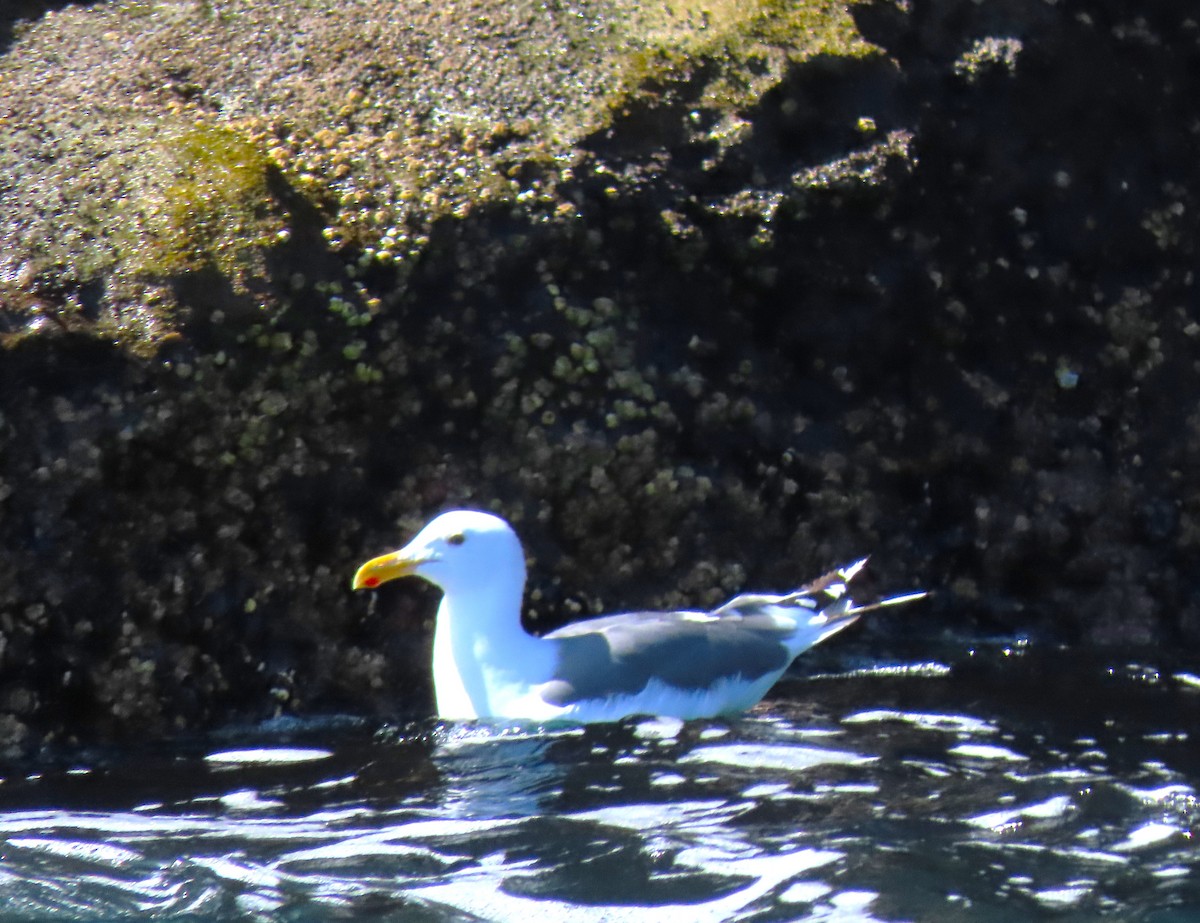 Western Gull - ML620610094