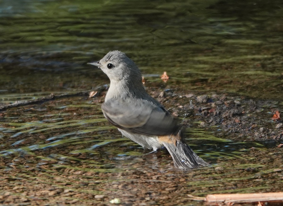 Rotbürzel-Waldsänger - ML620610095