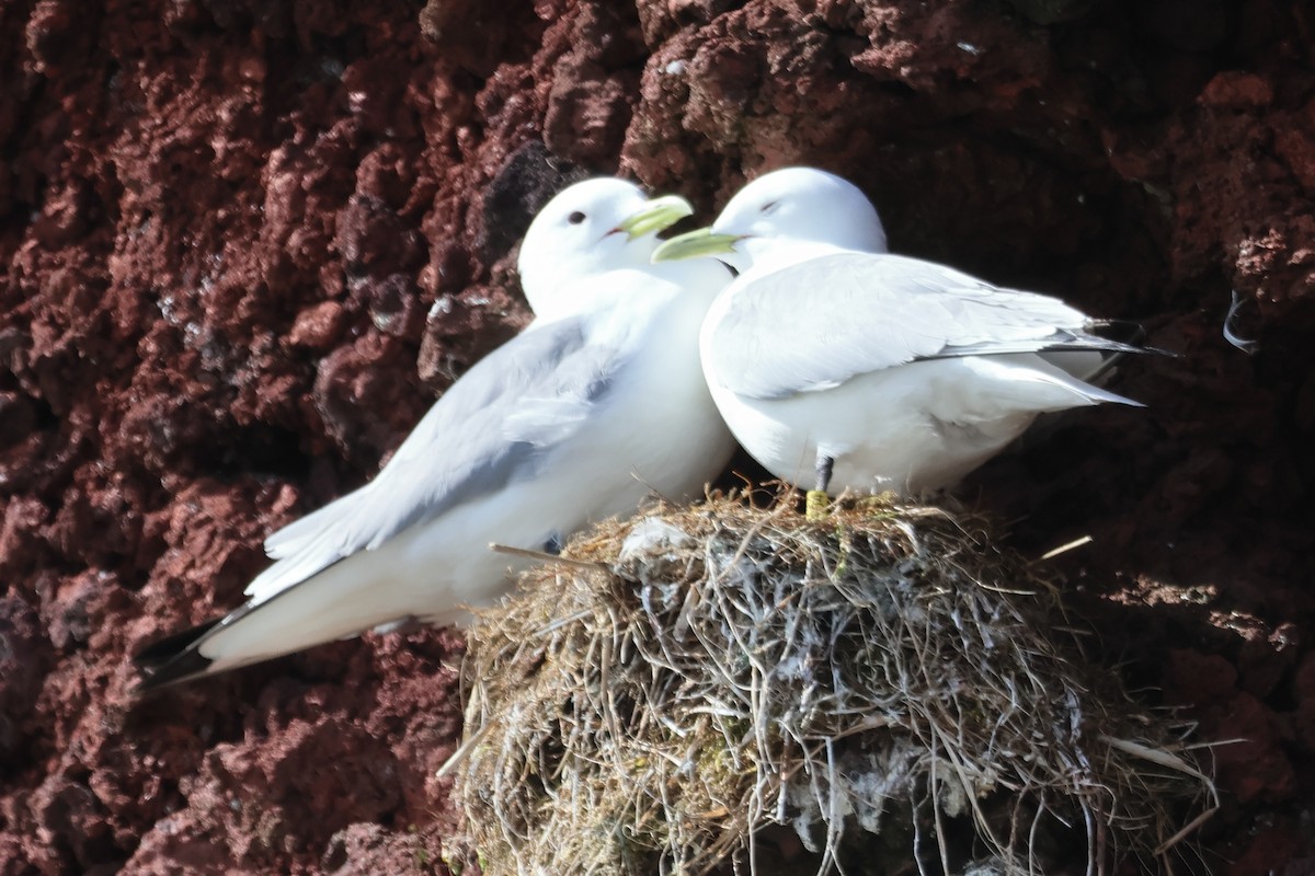 Black-legged Kittiwake - ML620610098