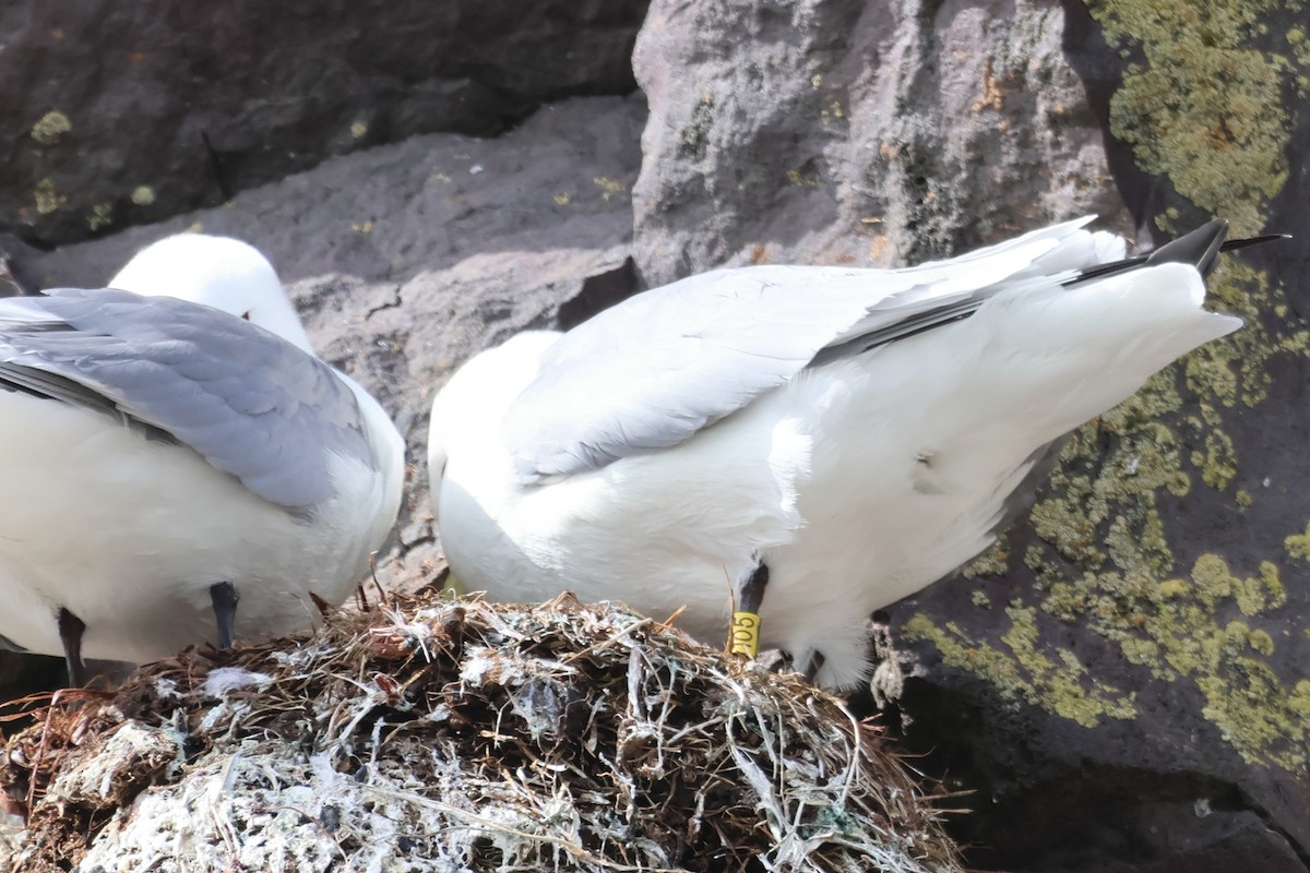 Black-legged Kittiwake - ML620610099