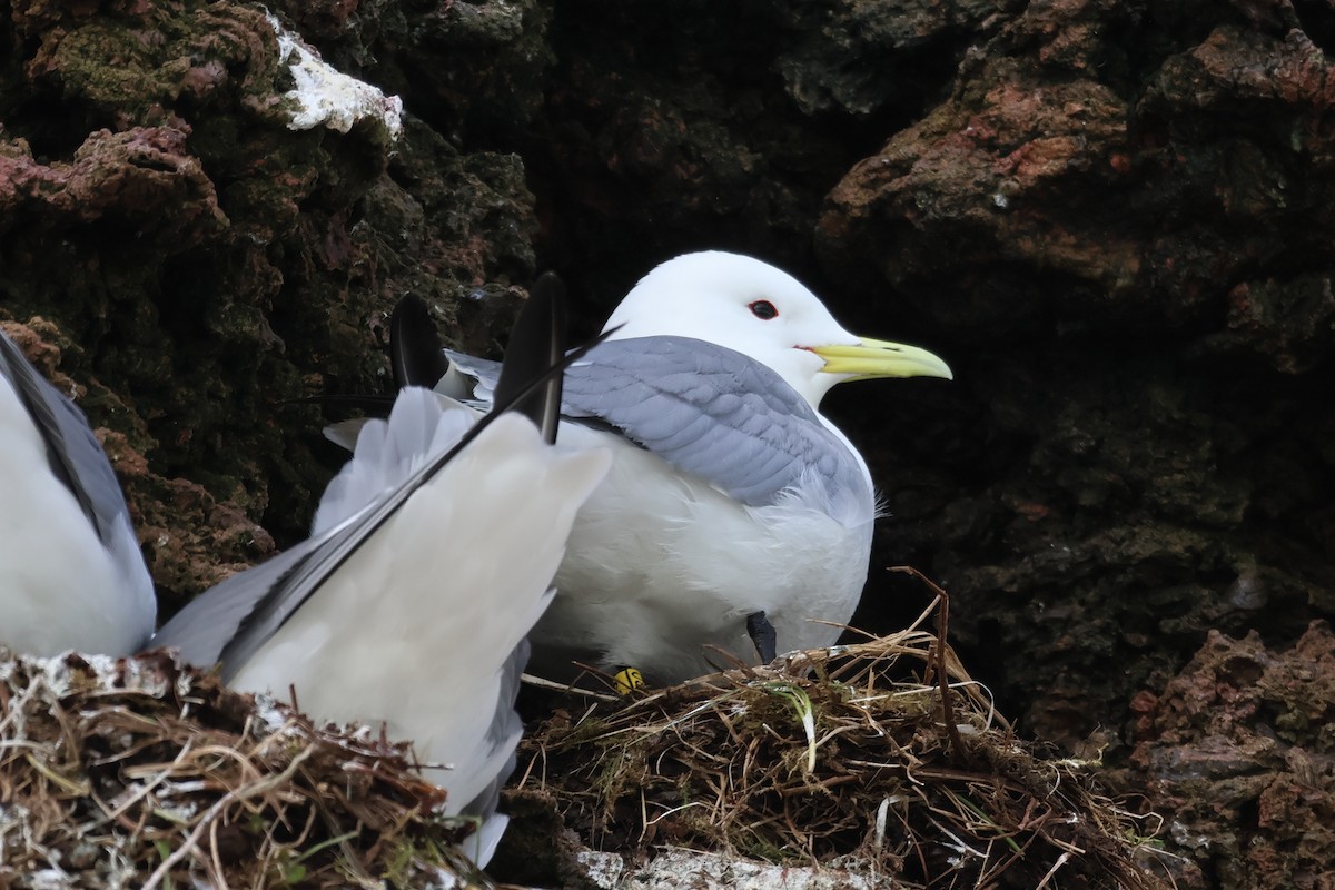 Black-legged Kittiwake - ML620610100