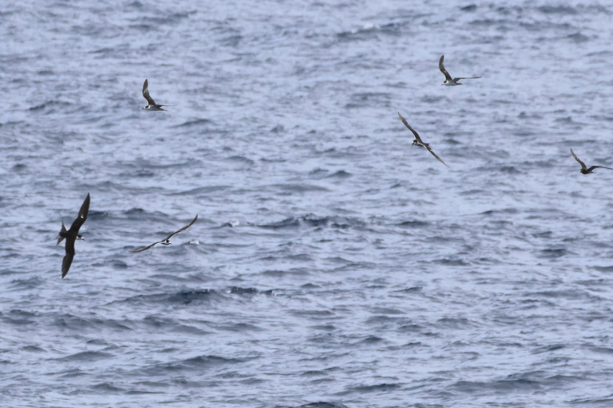 Sooty Tern - ML620610106