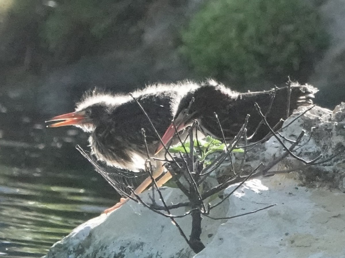 Green Heron - ML620610111