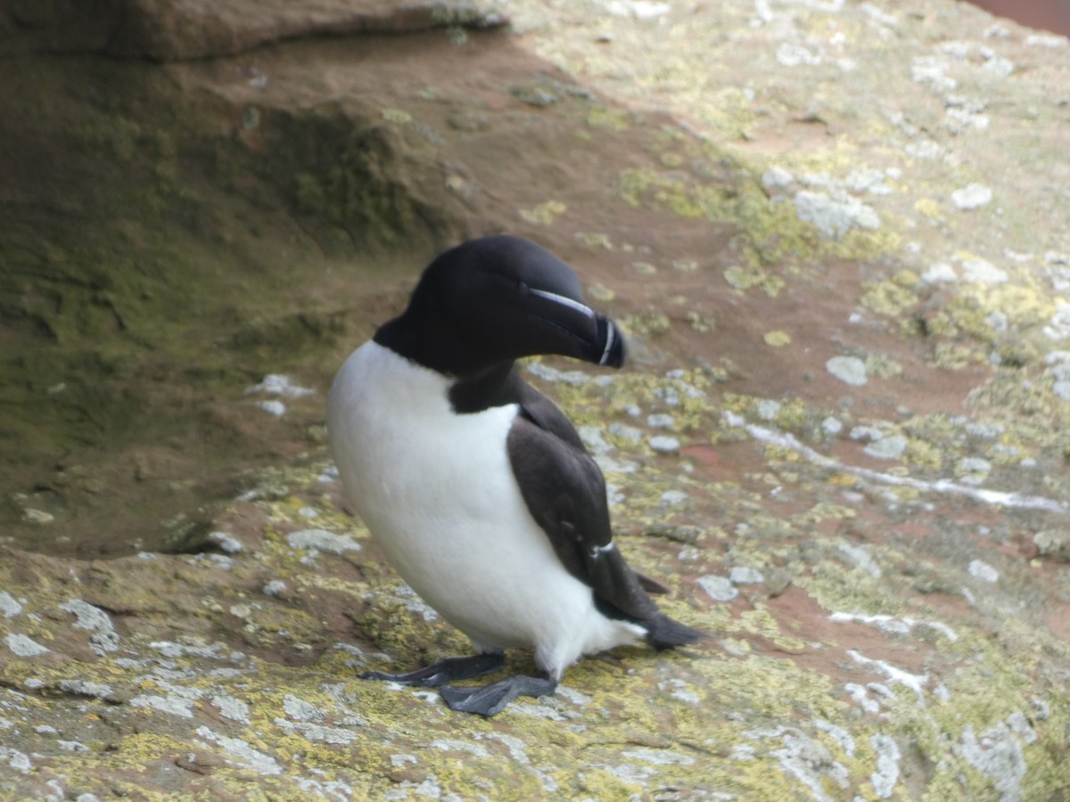 Razorbill - ML620610120