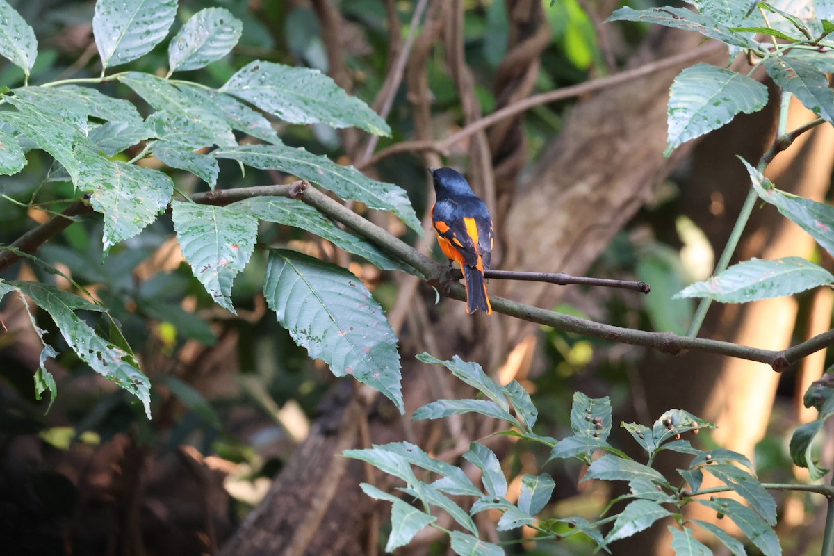 Minivet Naranja - ML620610124