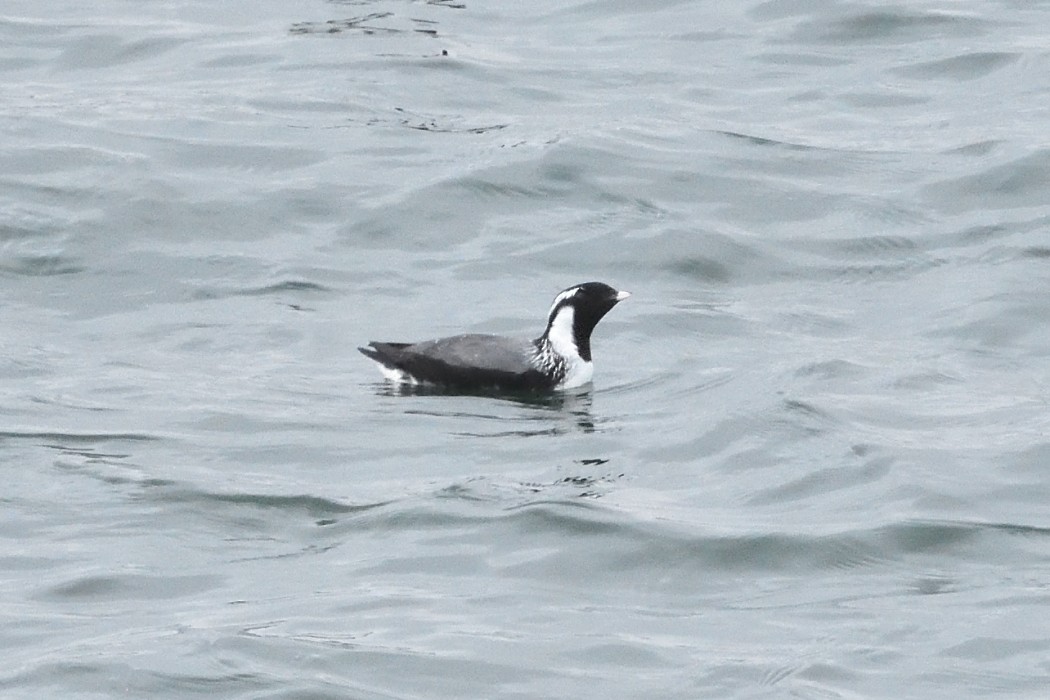 Ancient Murrelet - ML620610126