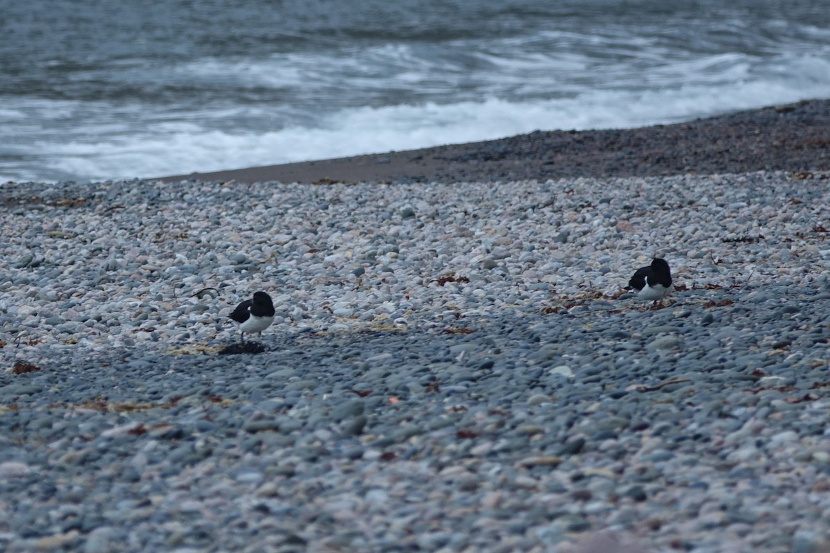 Eurasian Oystercatcher - ML620610144