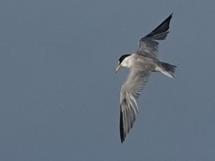 Least Tern - ML620610145