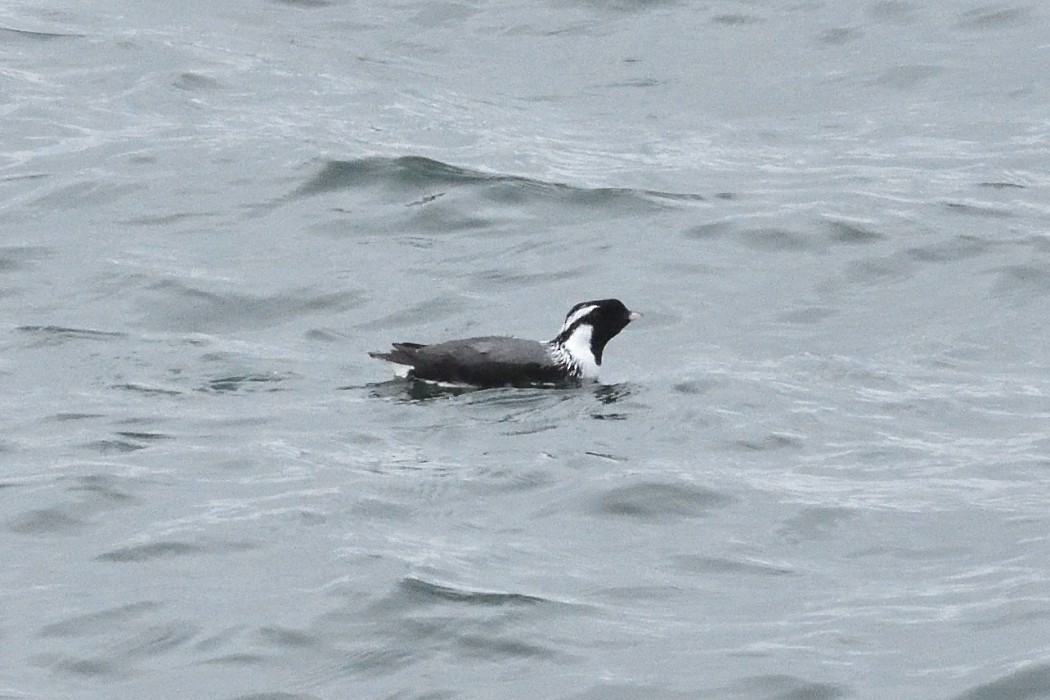 Ancient Murrelet - ML620610148