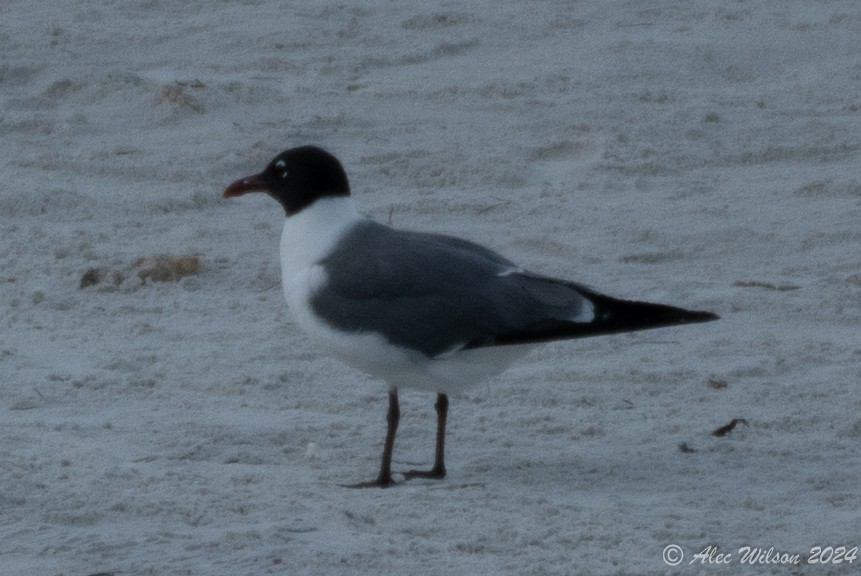 Laughing Gull - ML620610150