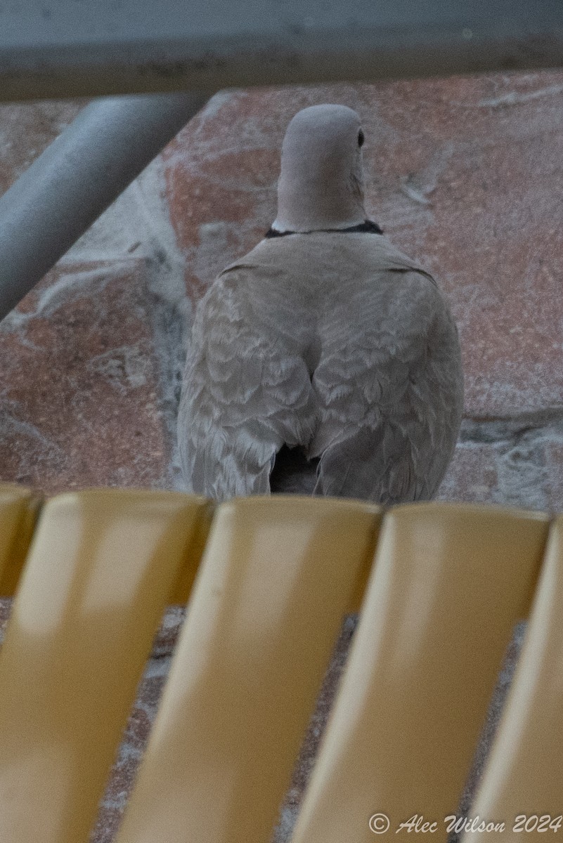 Eurasian Collared-Dove - ML620610151