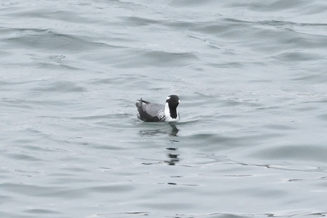 Ancient Murrelet - ML620610156