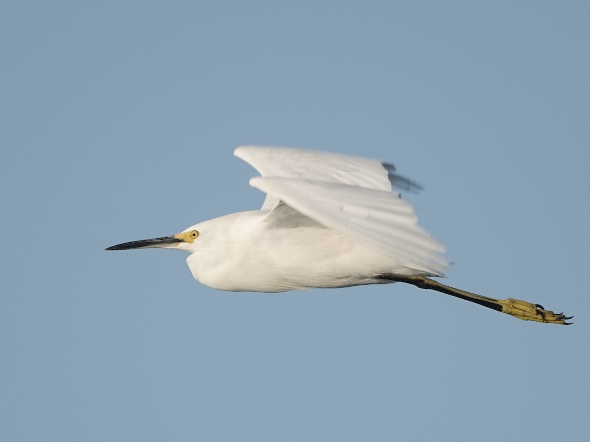 Snowy Egret - ML620610157