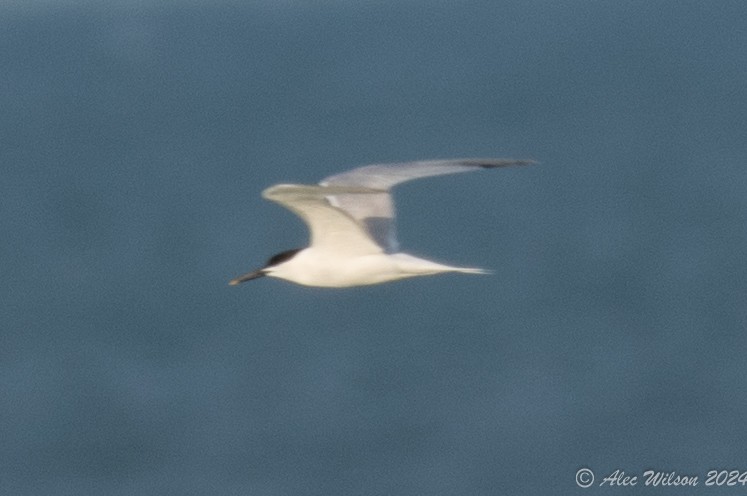 Sandwich Tern - ML620610158