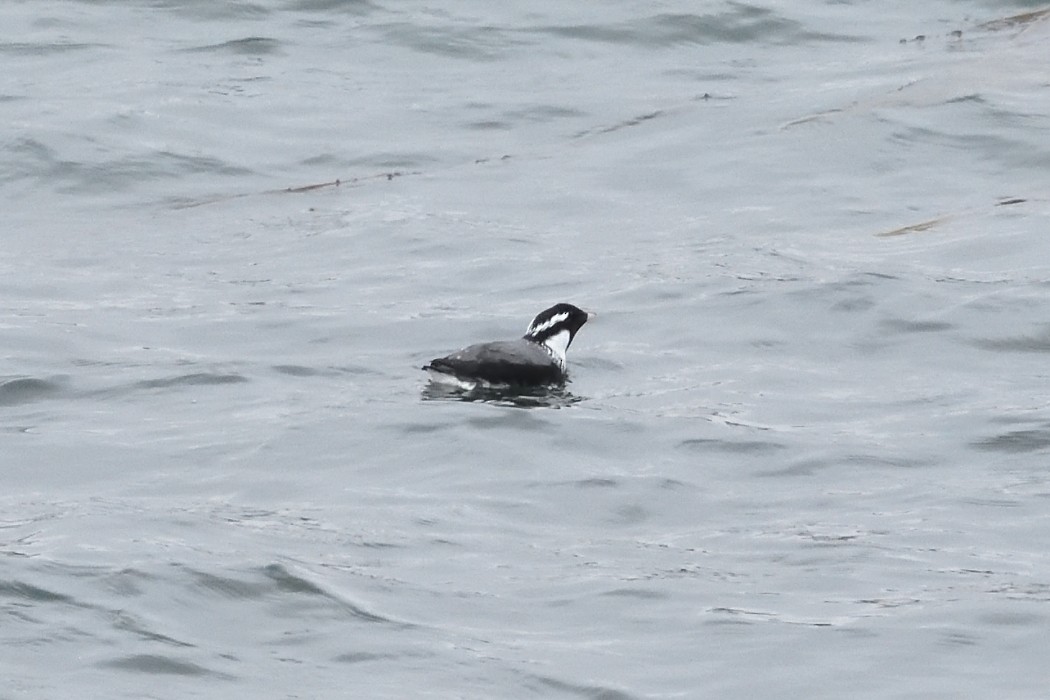 Ancient Murrelet - ML620610161