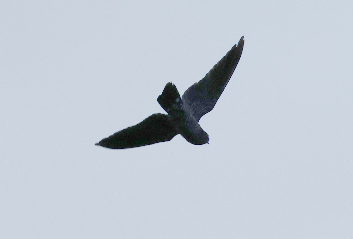 Band-tailed Nighthawk - ML620610162