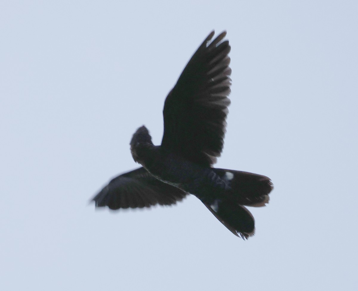Band-tailed Nighthawk - ML620610165