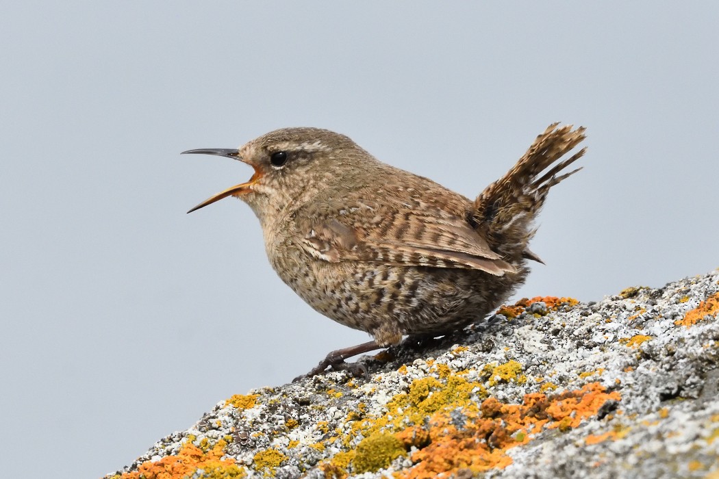 Pacific Wren - ML620610174