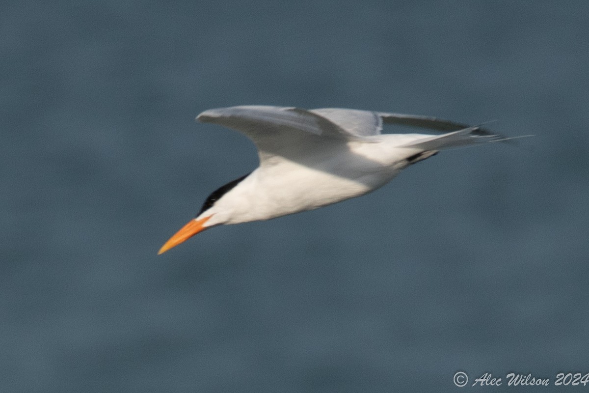 Royal Tern - ML620610176