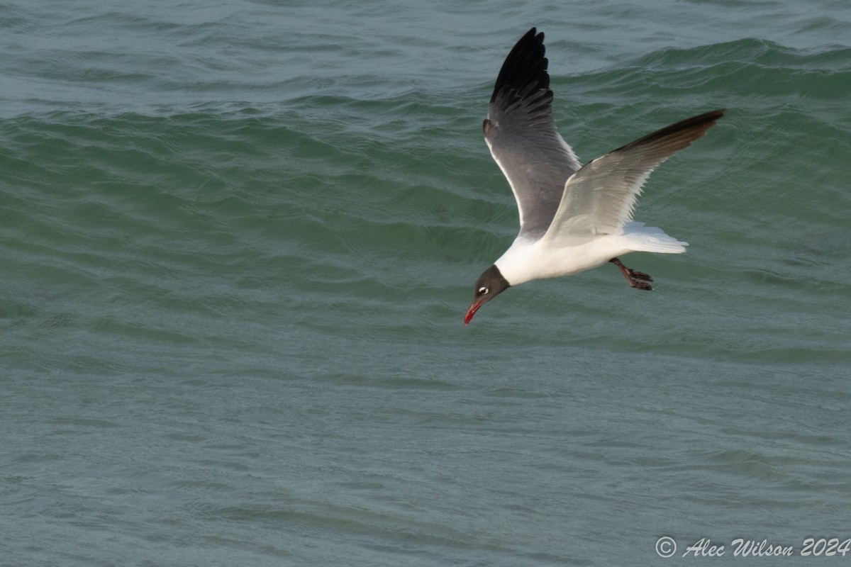 Gaviota Guanaguanare - ML620610177