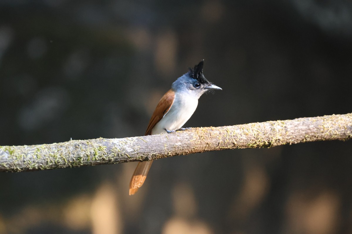 Indian Paradise-Flycatcher - ML620610179