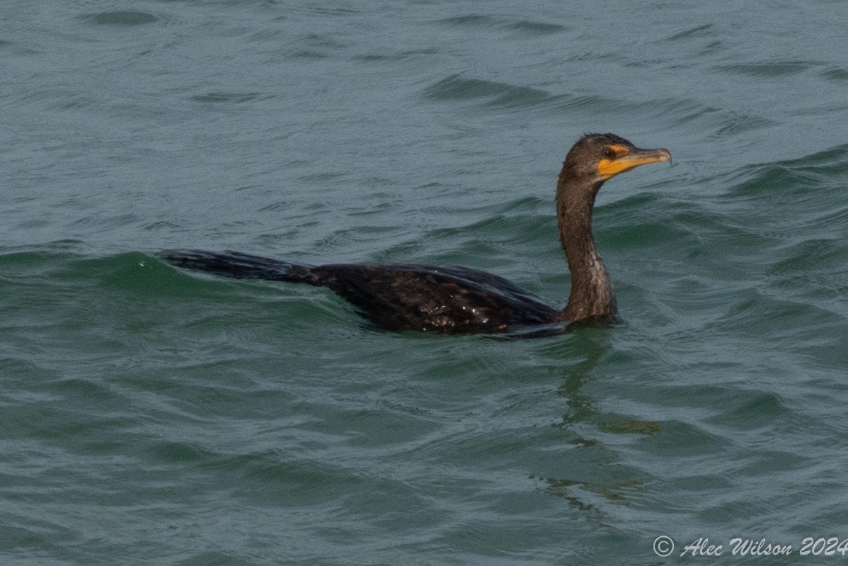 Double-crested Cormorant - ML620610181