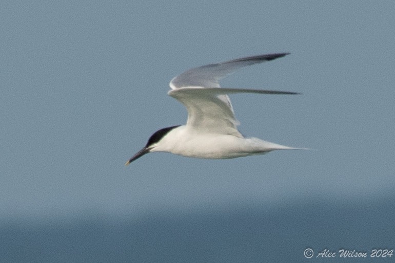 Sandwich Tern - ML620610182