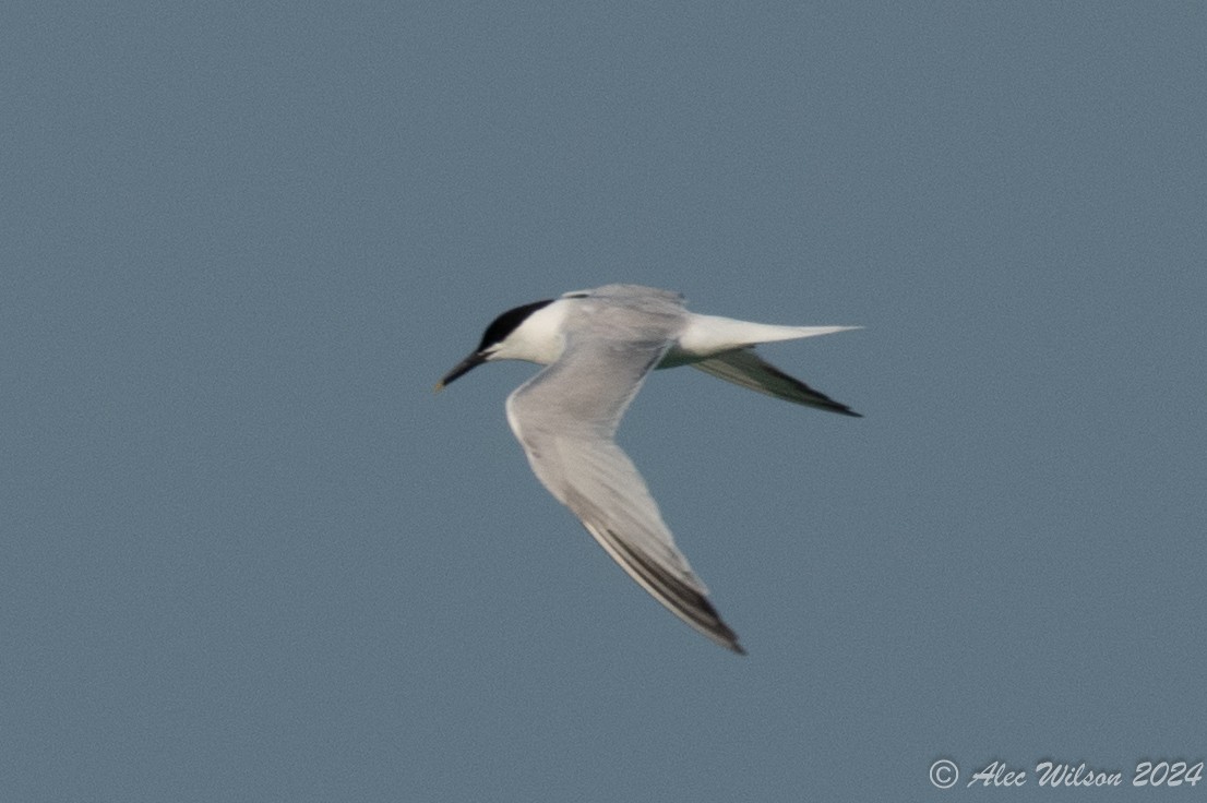 Sandwich Tern - ML620610183