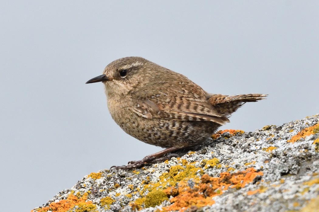 Pacific Wren - ML620610184