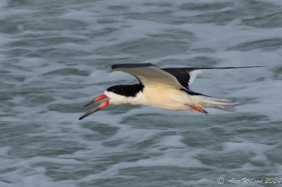 Black Skimmer - ML620610185