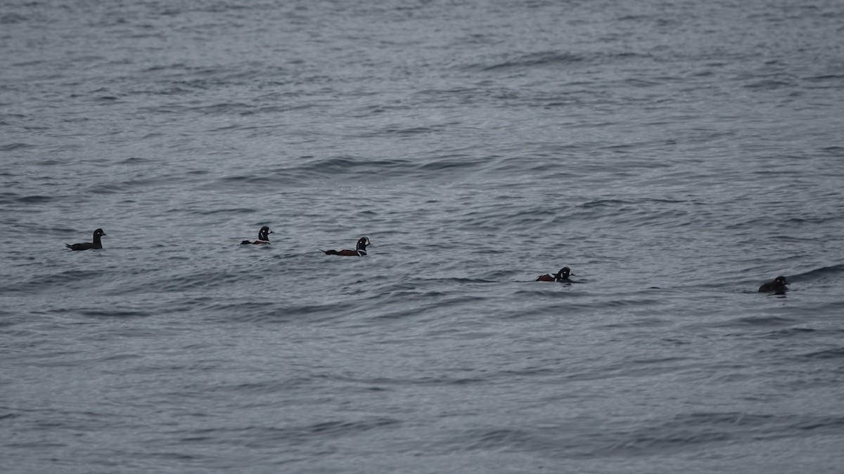 Harlequin Duck - ML620610187