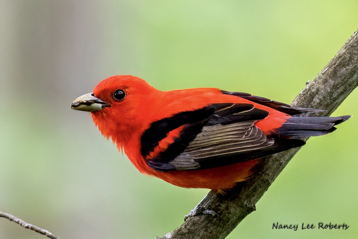 Scarlet Tanager - ML620610188